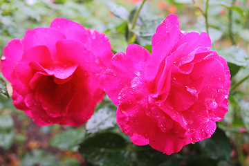 Image showing Two screaming pink roses