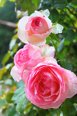 Image showing Roses in the sun