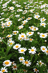 Image showing Ox-eye daisies, marguerite ( Leucanthemum)