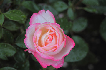 Image showing Delicate pink rose