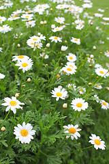 Image showing marguerites in the garden