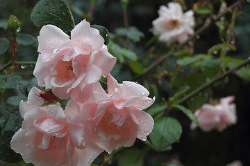 Image showing Pink roses