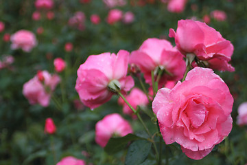Image showing Pink sensual roses