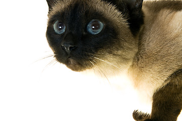 Image showing Siamese cat