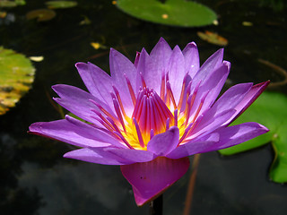 Image showing Water lily