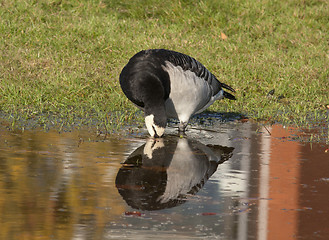 Image showing Barnacle Goose
