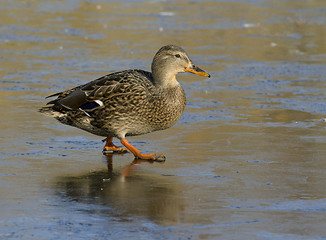 Image showing Mallard on the ice