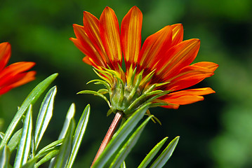 Image showing Orange flower over green