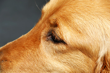 Image showing Dog eye