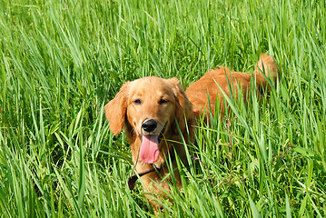 Image showing Dog in grass