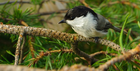 Image showing Titmouse