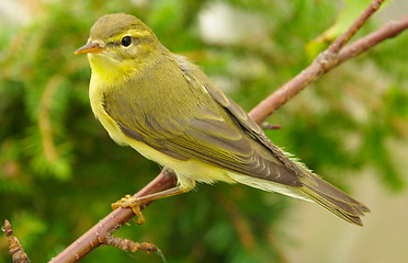 Image showing chiffchaff