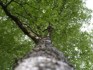 Image showing Birch upright