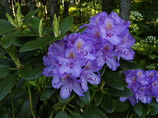 Image showing Rhododendron