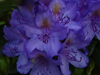 Image showing Rhododendron