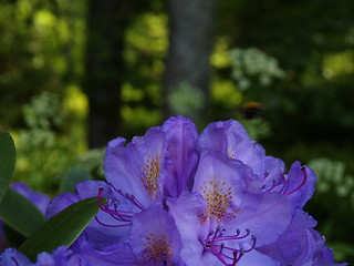 Image showing Rhododendron