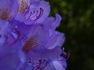 Image showing Rhododendron