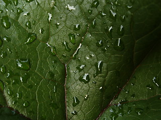 Image showing rain drops on green leaf