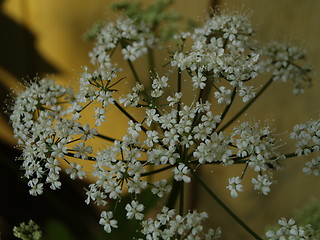 Image showing cowparsley highlight