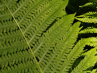 Image showing fern leaf detail