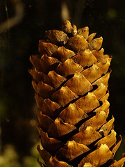 Image showing Detail of pine cone