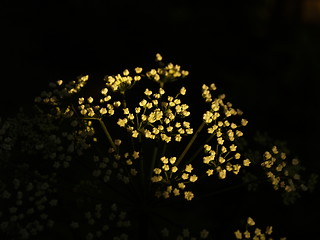 Image showing cowparsley highlight