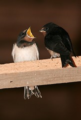 Image showing Barn Swallows