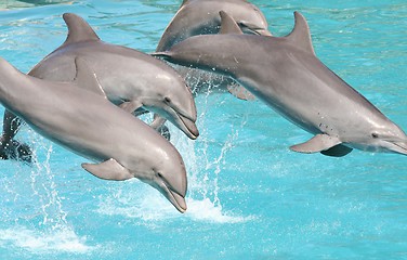 Image showing Dolphins