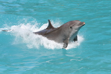 Image showing Dolphin Splash