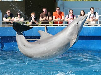 Image showing Dolphin