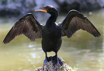 Image showing Double-Crested Cormorant