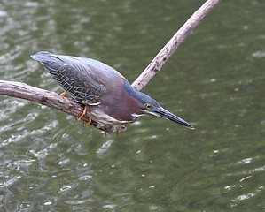 Image showing Green Heron