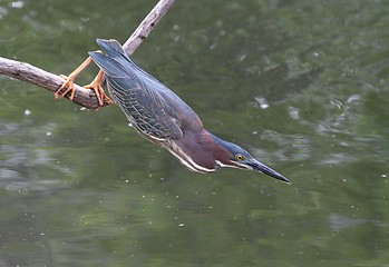 Image showing Green Heron