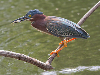 Image showing Green Heron