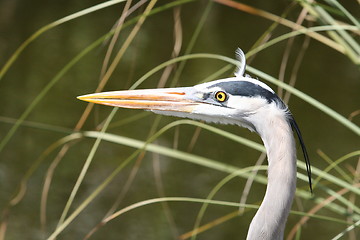 Image showing Great Blue Heron