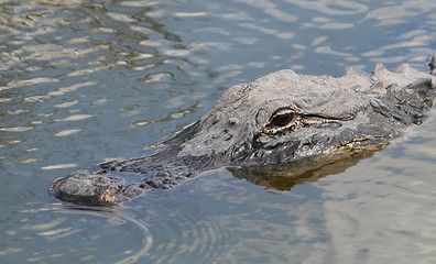 Image showing Alligator