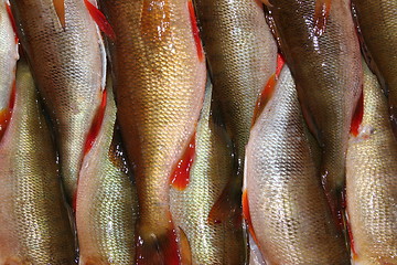 Image showing Perch Pattern