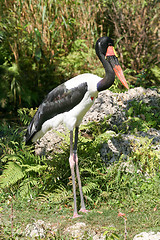 Image showing Saddle-Billed Stork