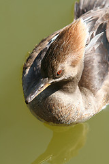 Image showing Hooded Merganser