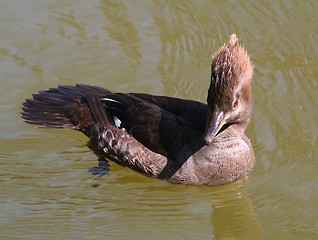 Image showing Hooded Merganser