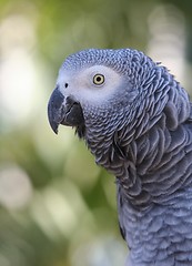 Image showing African Grey Parrot