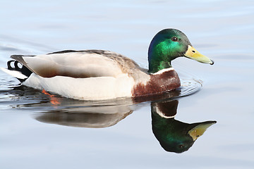 Image showing Mallard