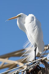 Image showing Great Egret