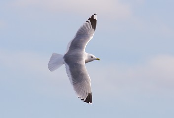 Image showing Common Gull
