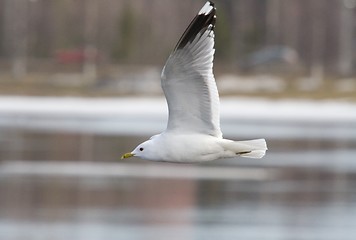 Image showing Common Gull