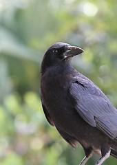Image showing Fish Crow