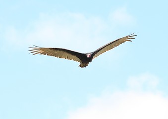 Image showing Turkey Vulture