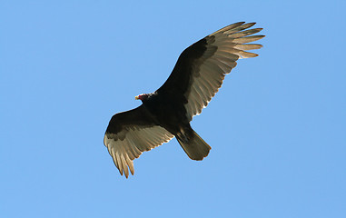 Image showing Turkey Vulture