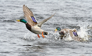 Image showing King of the River