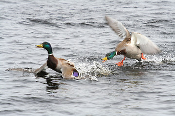 Image showing King of the River